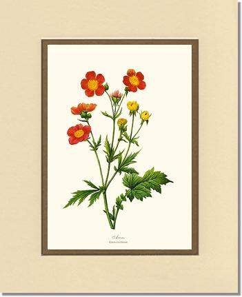 Avens | Flower/Floral Art Print