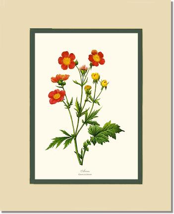 Avens | Flower/Floral Art Print