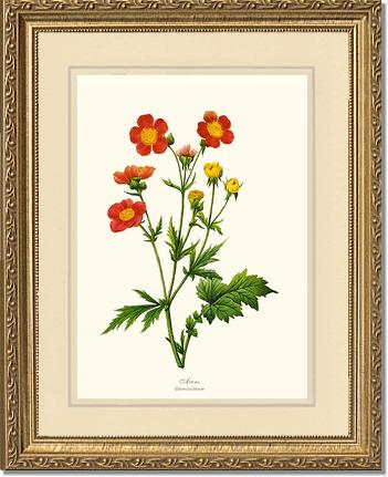 Avens | Flower/Floral Art Print