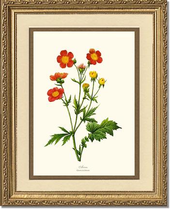 Avens | Flower/Floral Art Print