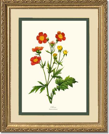 Avens | Flower/Floral Art Print