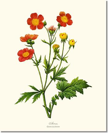 Avens | Flower/Floral Art Print