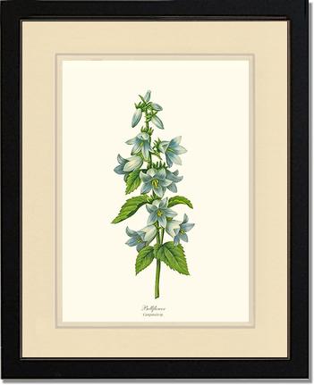 Bellflower | Flower/Floral Art Print
