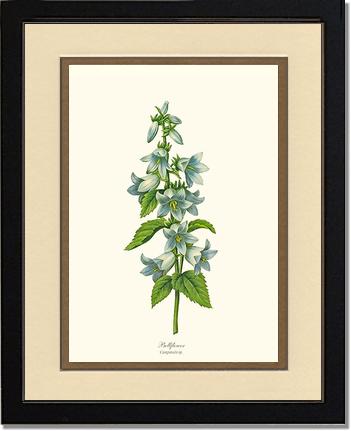 Bellflower | Flower/Floral Art Print