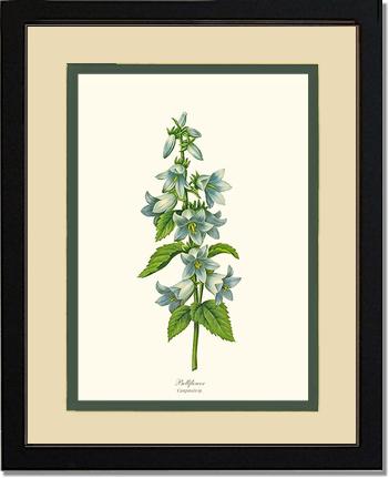 Bellflower | Flower/Floral Art Print