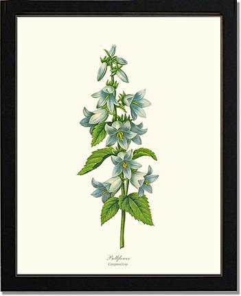 Bellflower | Flower/Floral Art Print