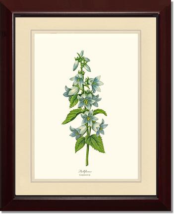 Bellflower | Flower/Floral Art Print