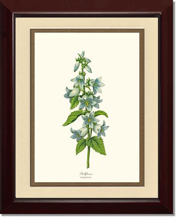 Bellflower | Flower/Floral Art Print