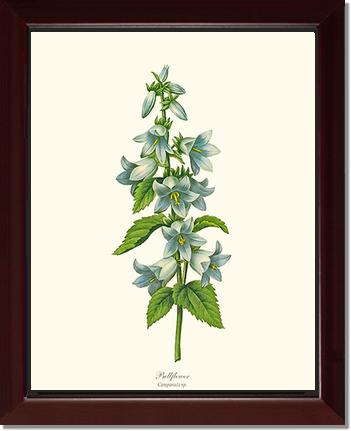 Bellflower | Flower/Floral Art Print