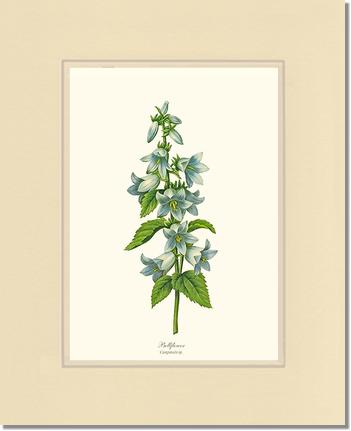 Bellflower | Flower/Floral Art Print