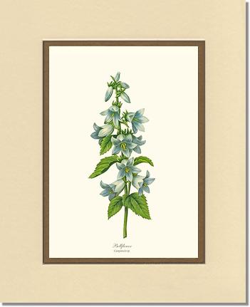 Bellflower | Flower/Floral Art Print