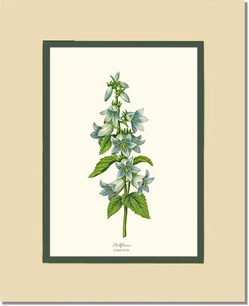 Bellflower | Flower/Floral Art Print