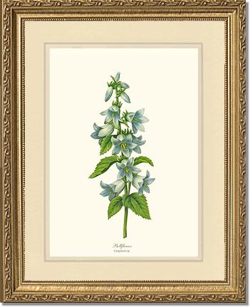 Bellflower | Flower/Floral Art Print