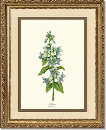 Bellflower | Flower/Floral Art Print