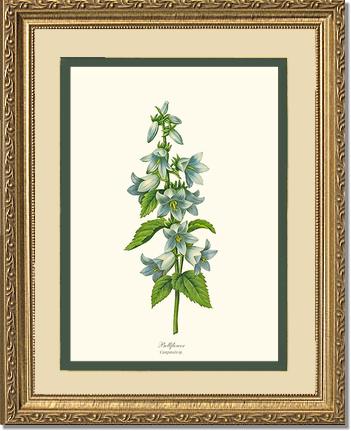 Bellflower | Flower/Floral Art Print