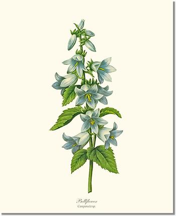 Bellflower | Flower/Floral Art Print