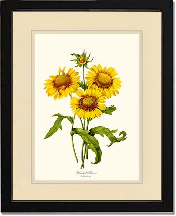 Blanket Flower | Flower/Floral Art Print