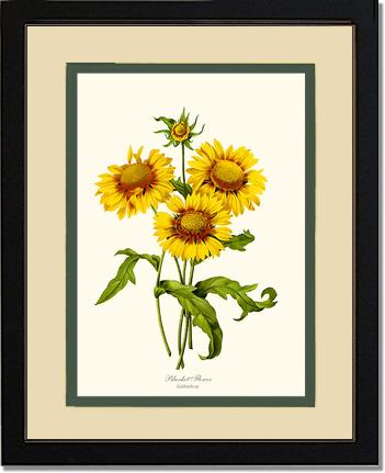 Blanket Flower | Flower/Floral Art Print