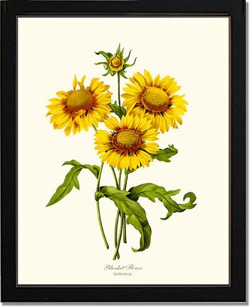 Blanket Flower | Flower/Floral Art Print