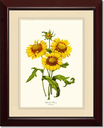 Blanket Flower | Flower/Floral Art Print