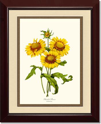 Blanket Flower | Flower/Floral Art Print