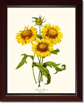 Blanket Flower | Flower/Floral Art Print