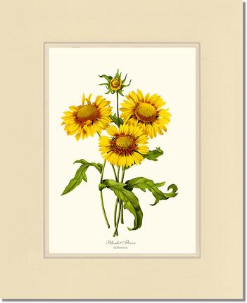 Blanket Flower | Flower/Floral Art Print