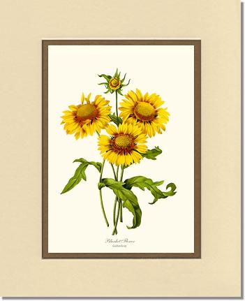 Blanket Flower | Flower/Floral Art Print