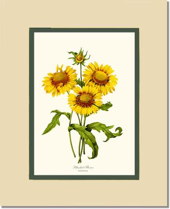 Blanket Flower | Flower/Floral Art Print