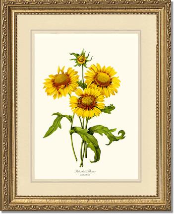 Blanket Flower | Flower/Floral Art Print