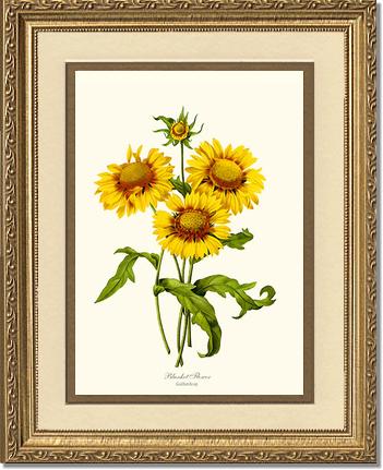 Blanket Flower | Flower/Floral Art Print