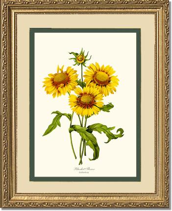 Blanket Flower | Flower/Floral Art Print