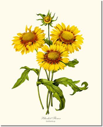 Blanket Flower Gaillardia