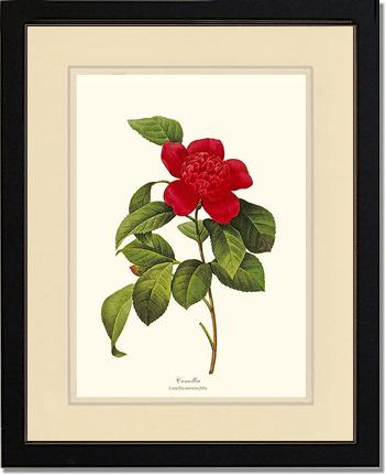 Camellia | Flower/Floral Art Print