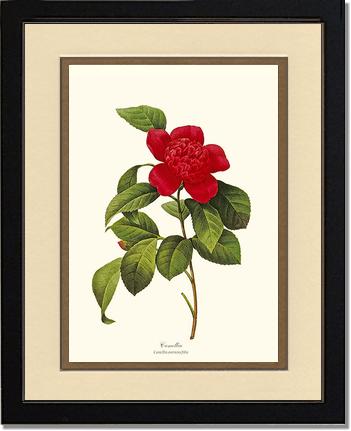 Camellia | Flower/Floral Art Print
