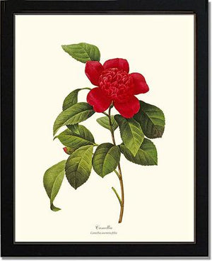 Camellia