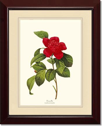 Camellia | Flower/Floral Art Print