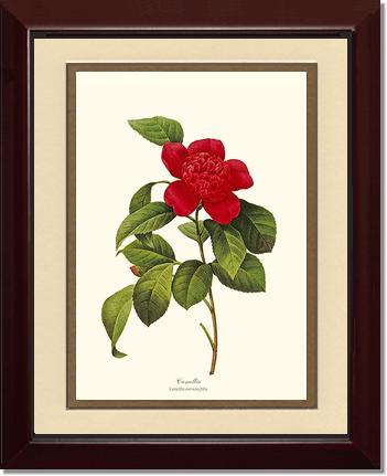 Camellia | Flower/Floral Art Print