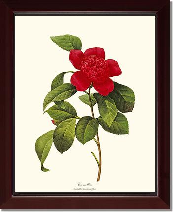 Camellia | Flower/Floral Art Print
