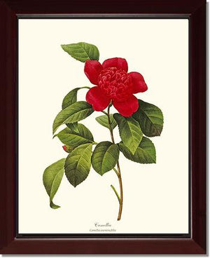 Camellia