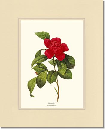 Camellia | Flower/Floral Art Print