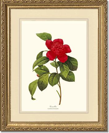 Camellia | Flower/Floral Art Print