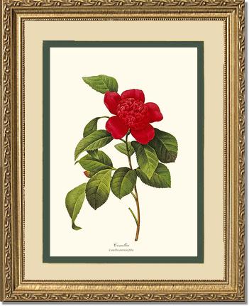 Camellia | Flower/Floral Art Print