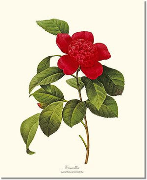 Camellia