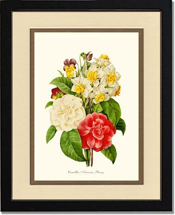 Camellia, Narcissus, Pansy | Flower/Floral Art Print