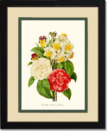 Camellia, Narcissus, Pansy | Flower/Floral Art Print