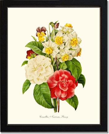 Camellia, Narcissus, Pansy | Flower/Floral Art Print