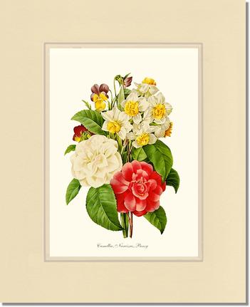 Camellia, Narcissus, Pansy | Flower/Floral Art Print
