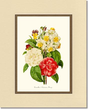 Camellia, Narcissus, Pansy | Flower/Floral Art Print