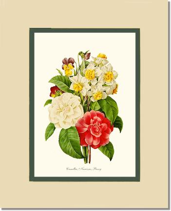 Camellia, Narcissus, Pansy | Flower/Floral Art Print